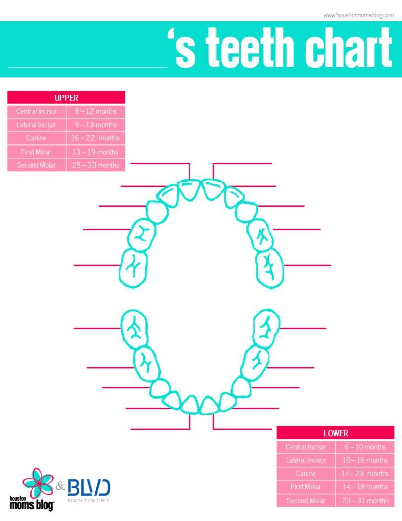 Baby's Teeth Chart. An illustration of the upper and lower teeth and the age range at which they appear. Logo: Houston moms blog. Logo: B L V D Dentistry. 