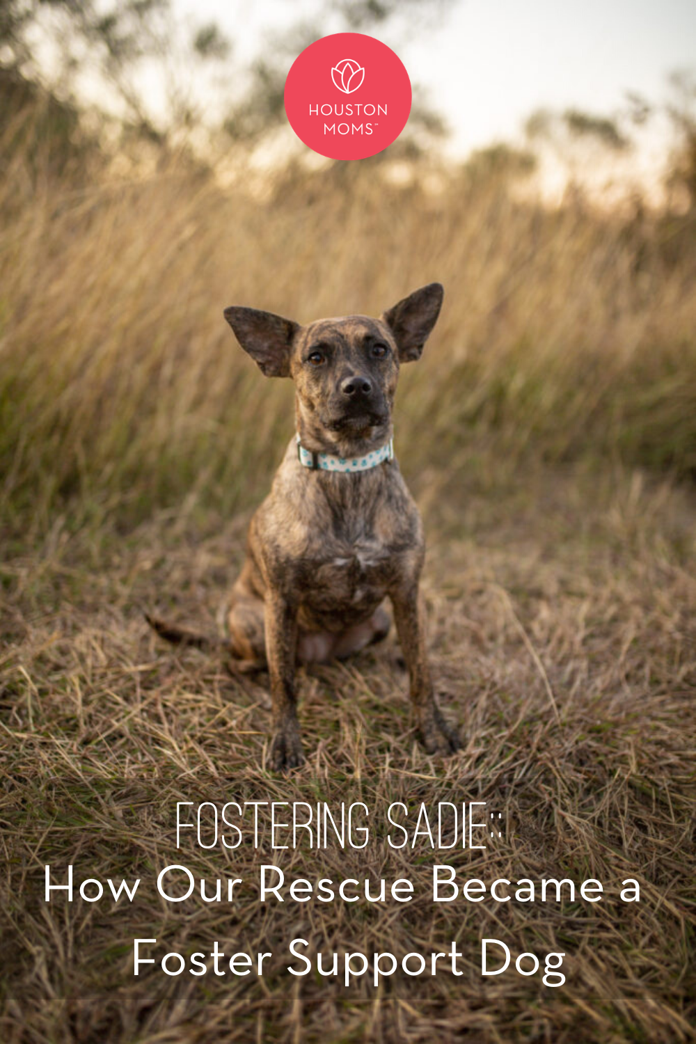 Houston Moms "Fostering Sadie:: How Our Rescue Became a Foster Support Dog" #houstonmoms #houstonmomsblog #momsaroundhouston