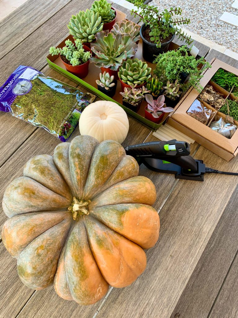 Creating a Live Succulent Pumpkin