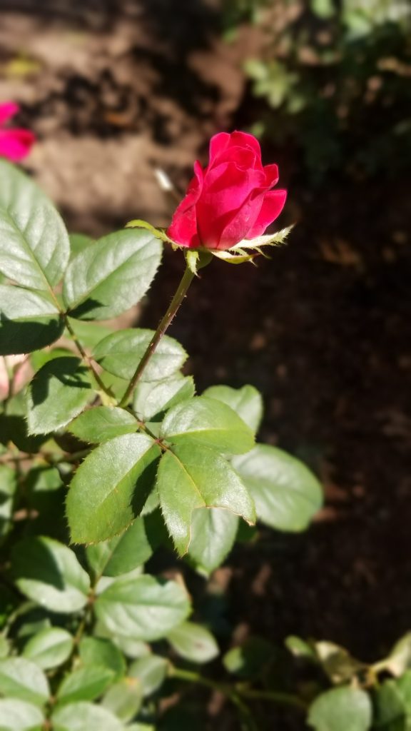 Lessons in Raising Roses