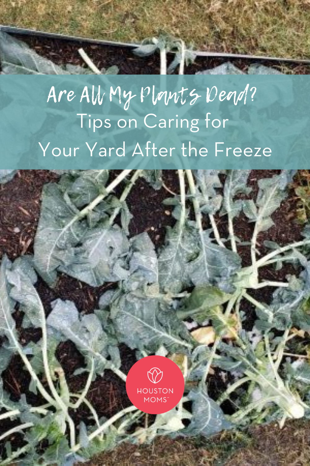Houston Moms "Are All My Plants Dead? Tips on Caring for Your Yard After the Freeze" #houstonmoms #momsaroundhouston