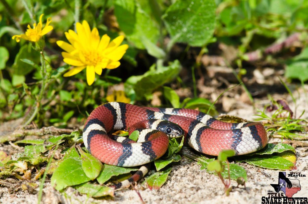 A snake with red, black, white, black, red vertical markings. 