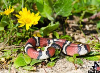 A snake with red, black, white, black, red vertical markings.