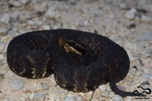 A snake with vertical gold, black, and brown markings. 