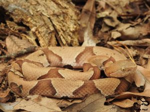 A snake with dark brown Hershey kiss shaped markings on a light brown background. 