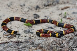 A snake with yellow, black, yellow, red, yellow vertical markings. 