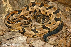A large snake with V shaped black markings on a light brown background with a rattle on its tail. 