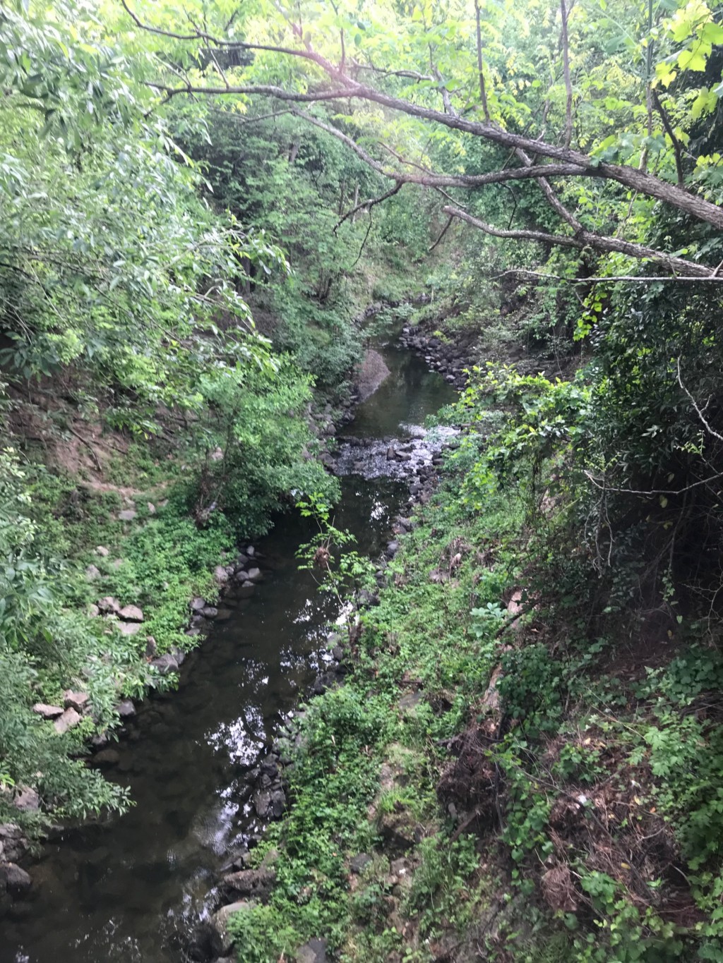 overhead view of a creek in wooded area of Houston