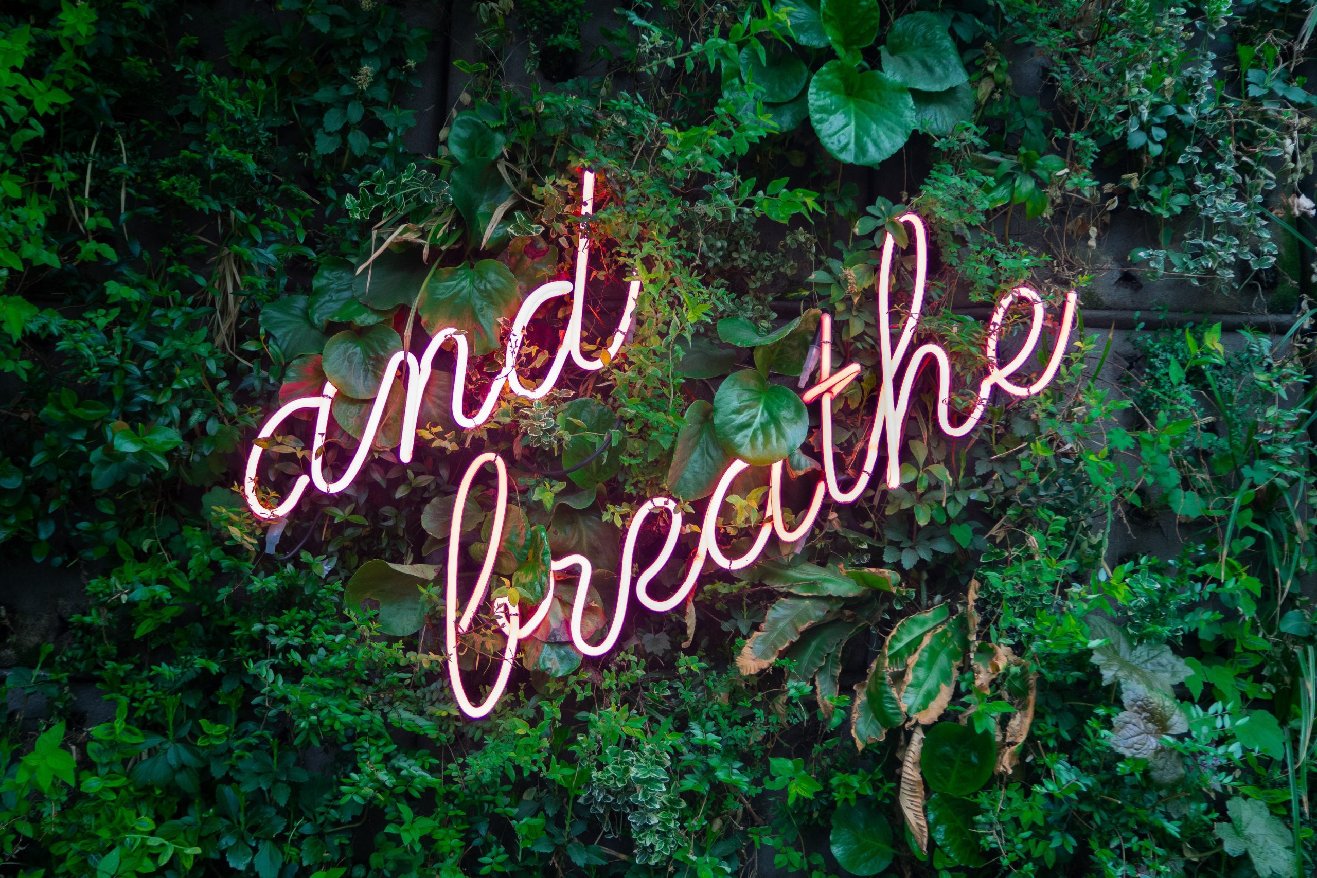 A neon sign amidst leaves with the text and breathe. 