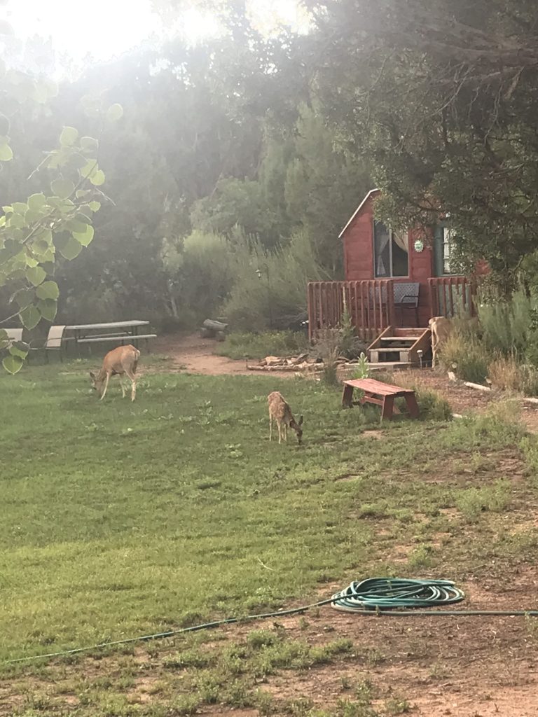 A cabin in the country with deer in the front yard. 