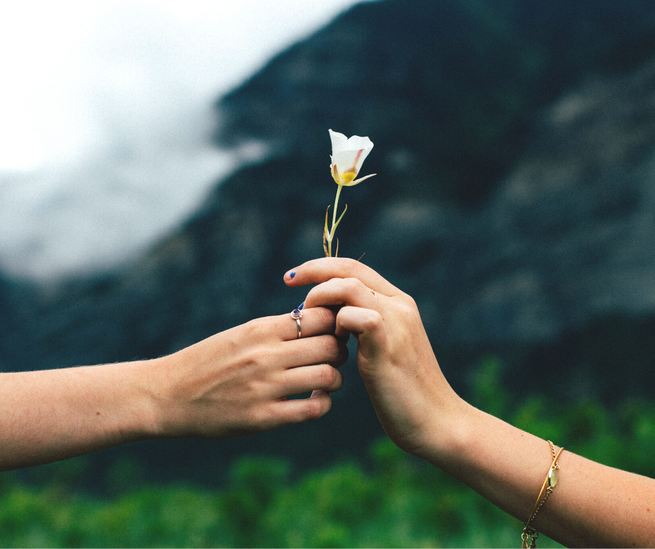 two hands holding a single white rose