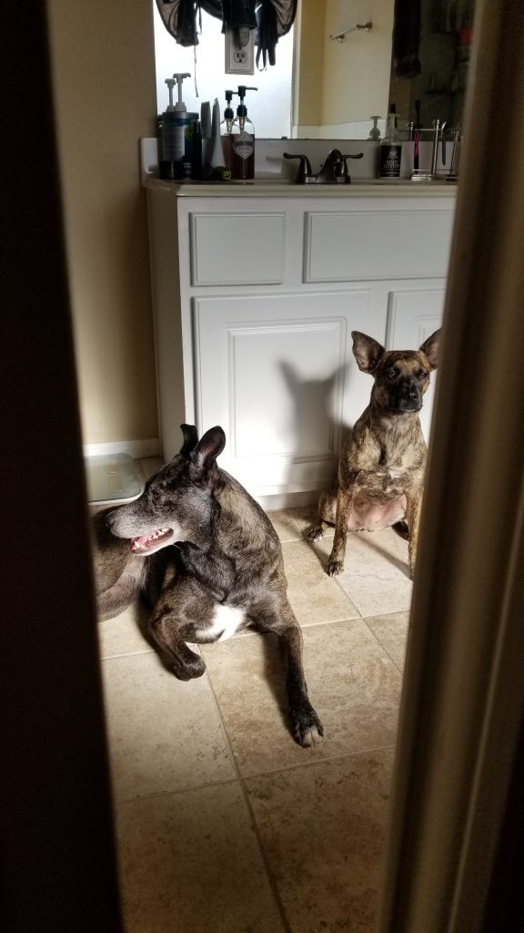 two dogs sit outside bathroom door