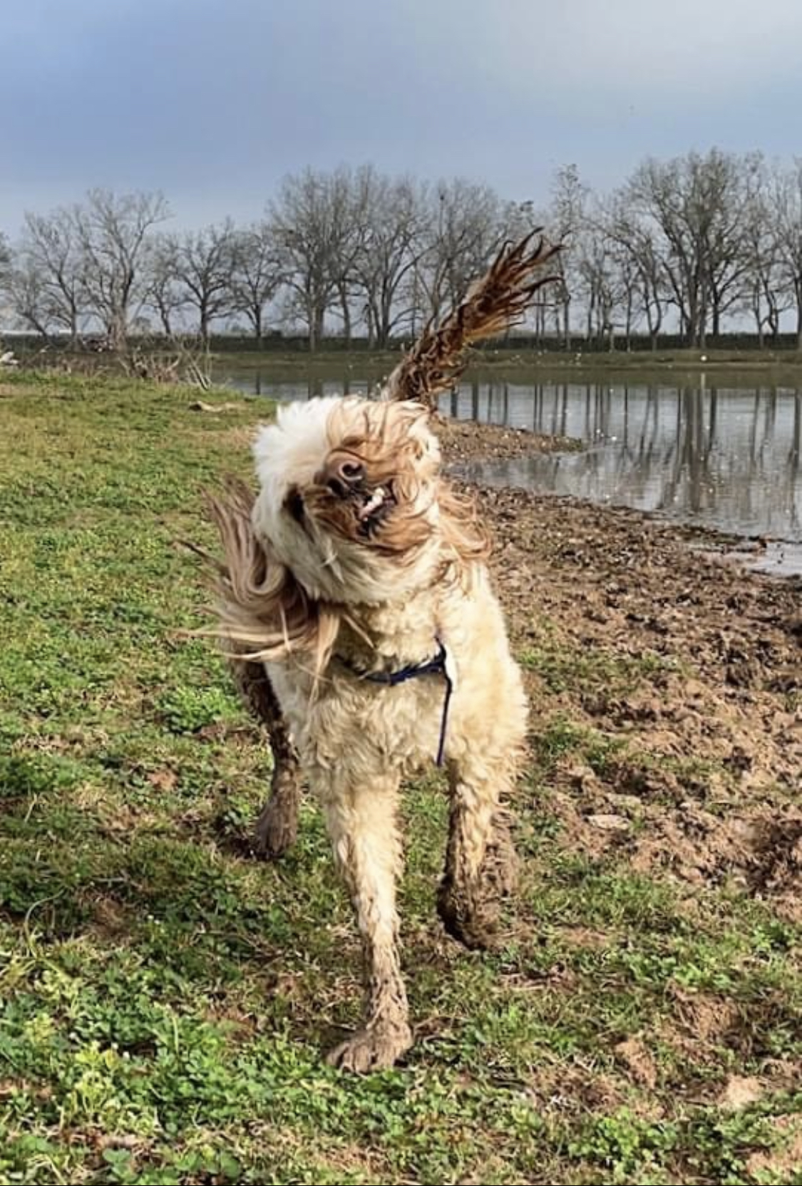 Muddy Doodle stands by lake and shakes head