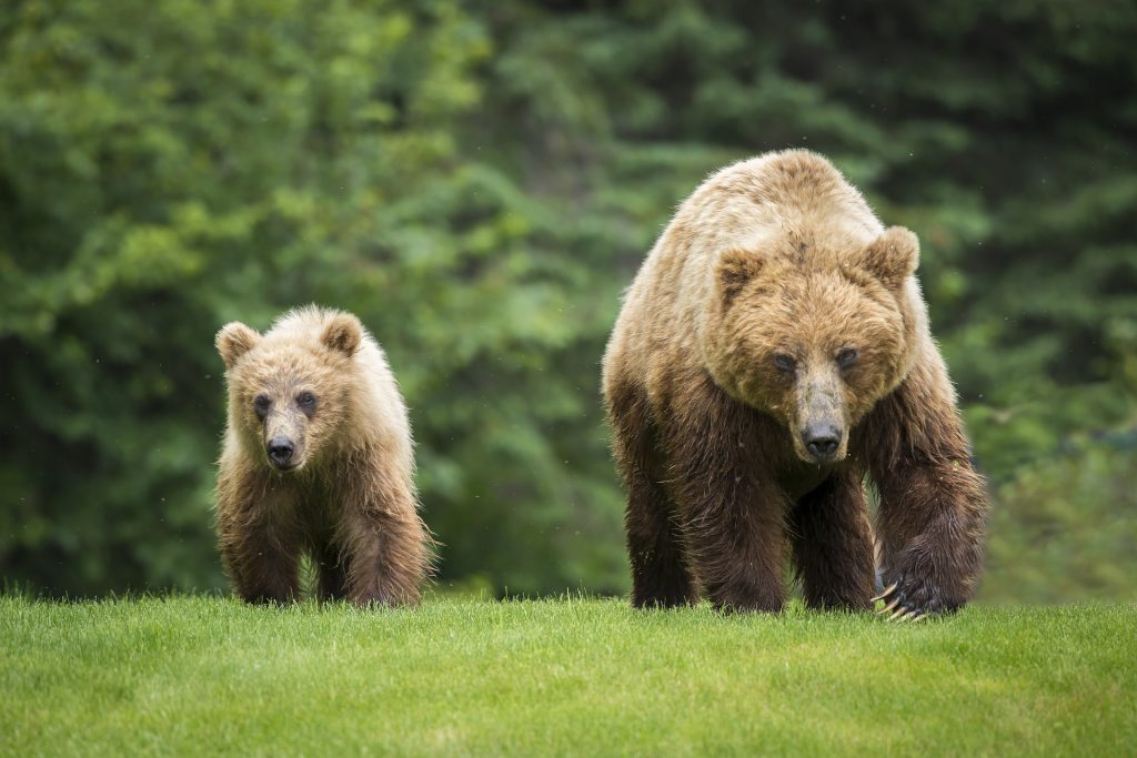 Mama bear and baby bear walk across a field