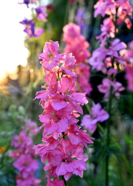 pink flower in a spring garden