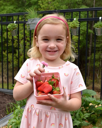 preschool girl holding strawberries from her spring garden