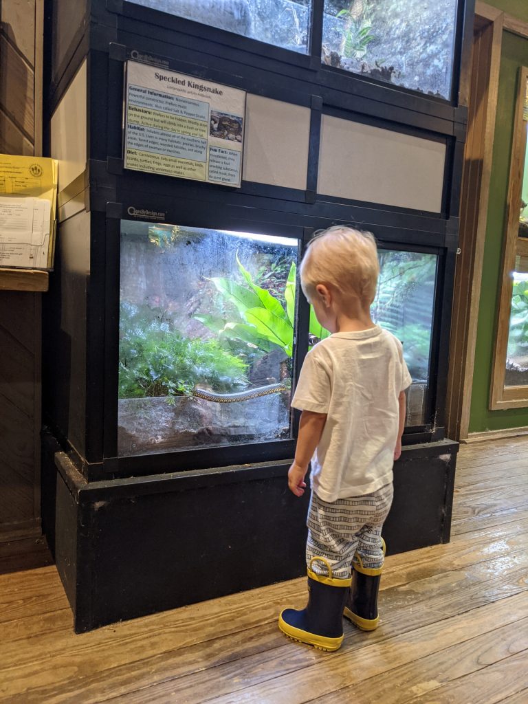 toddler looks in aquarium