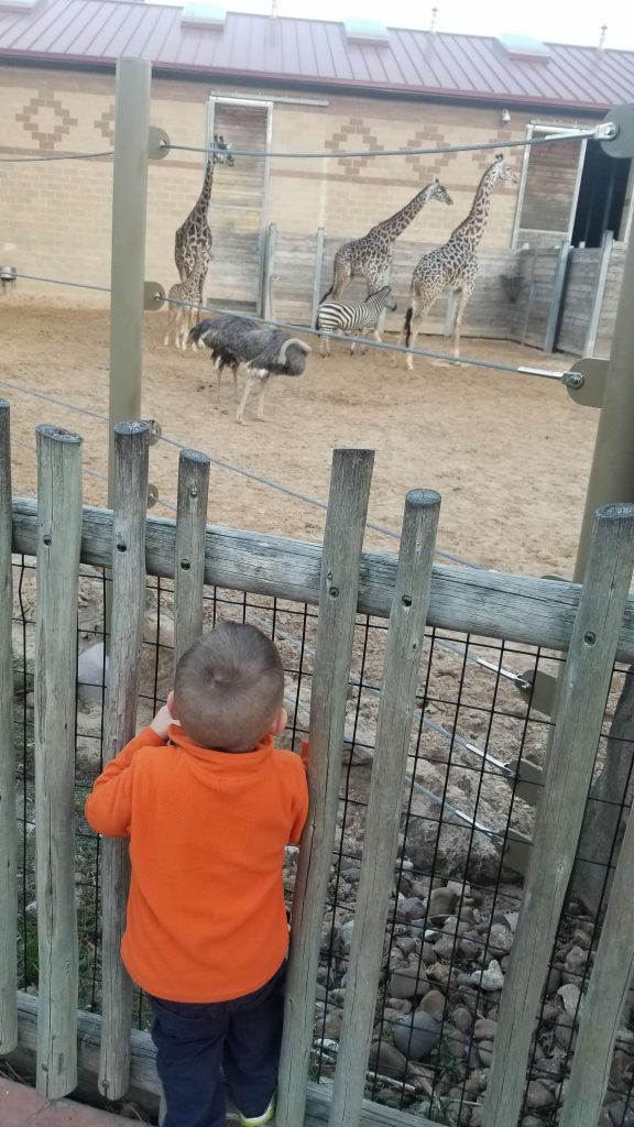 young boy looks through zoo fence at giraffes and emus