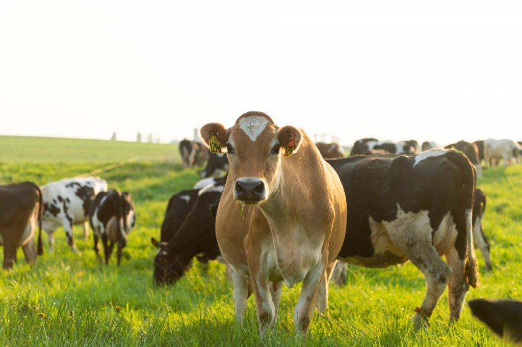 cows graze in pasture