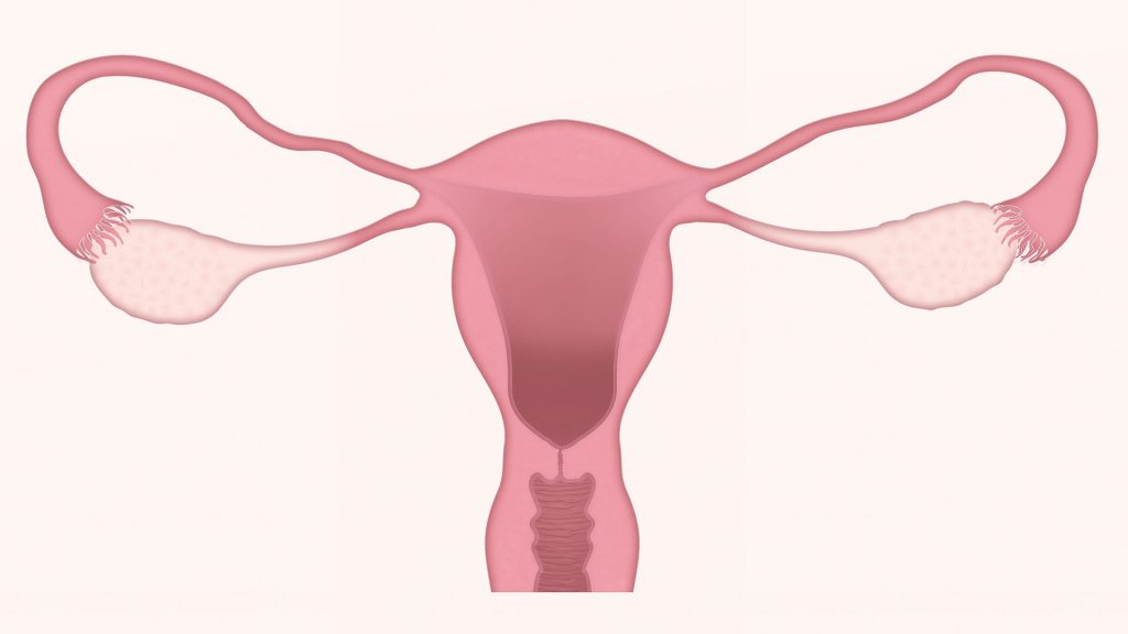drawing of uterus