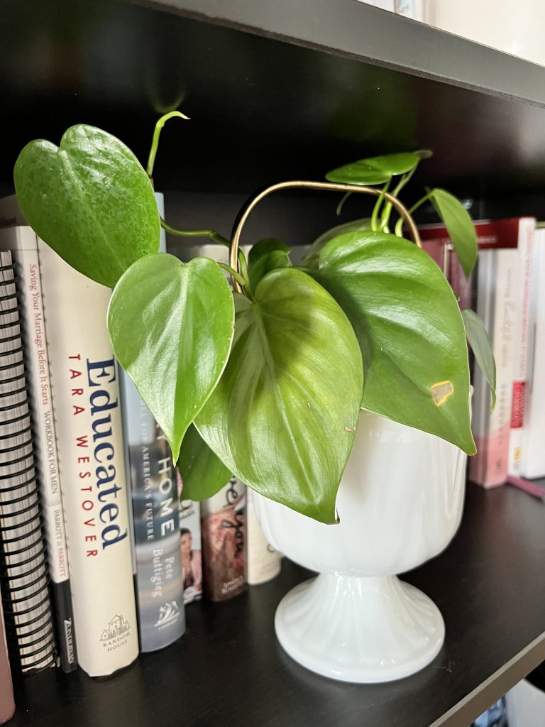 houseplant in front of books
