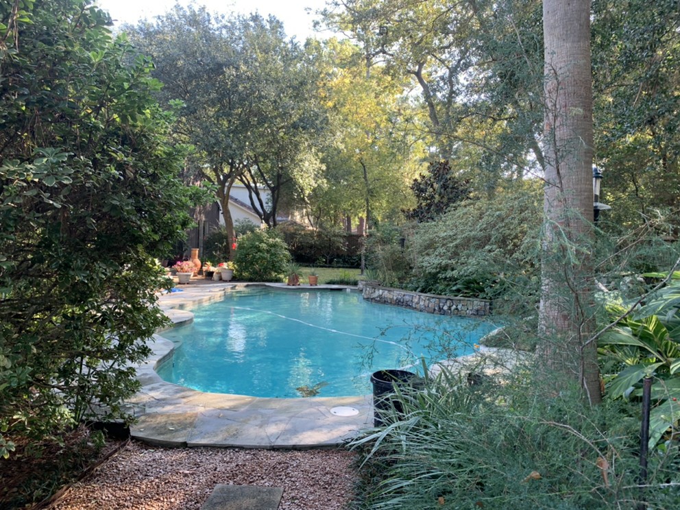 pool surrounded by trees